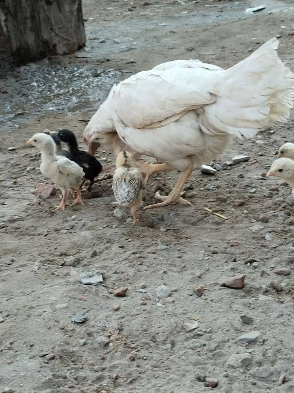 Heera aseel 2 male or Heera chicks 3