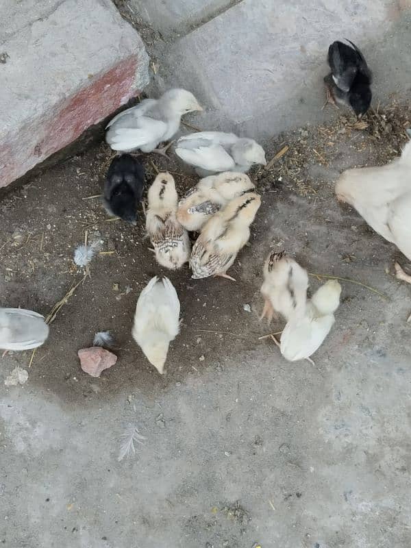 Heera aseel 2 male or Heera chicks 4