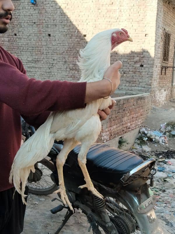 Heera aseel 2 male or Heera chicks 11