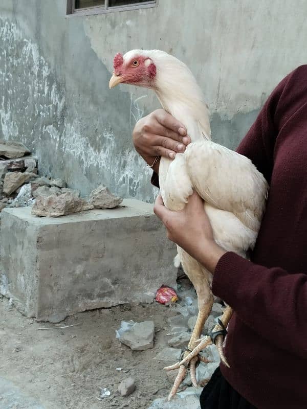 Heera aseel 2 male or Heera chicks 12