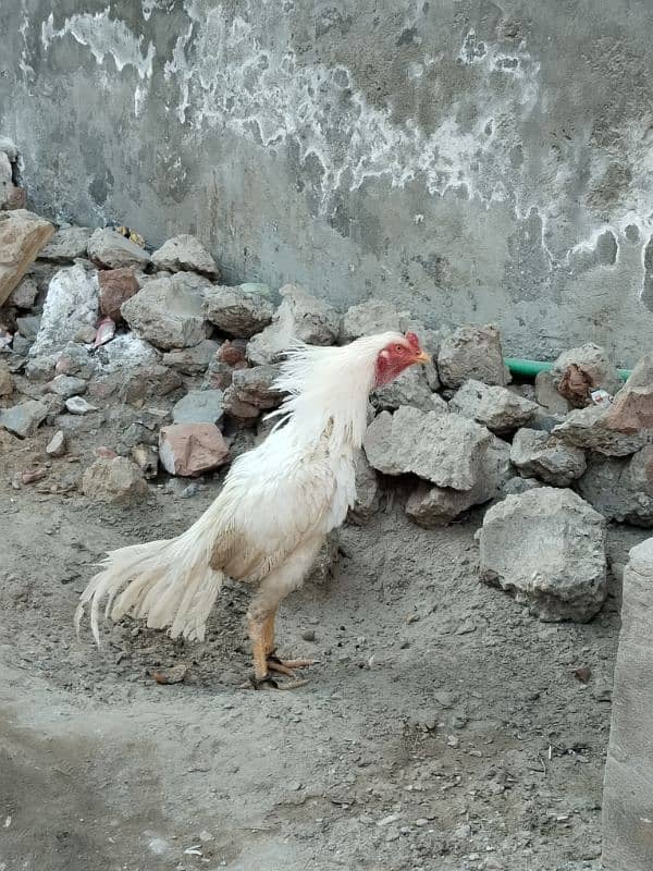 Heera aseel 2 male or Heera chicks 17