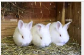 5 Rabbit babies for sale age 2 month