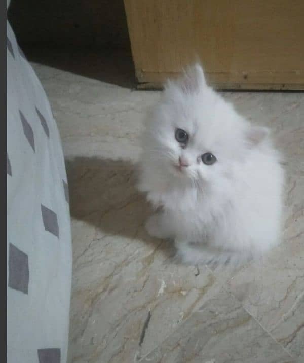 pure persian kitten 1