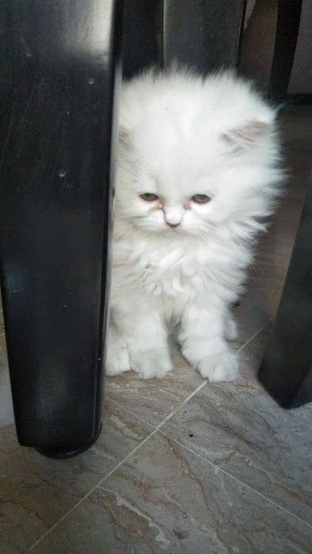 pure persian kitten 2