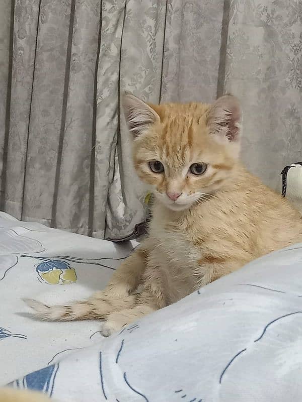 persian male cat for sale with all accessories 1