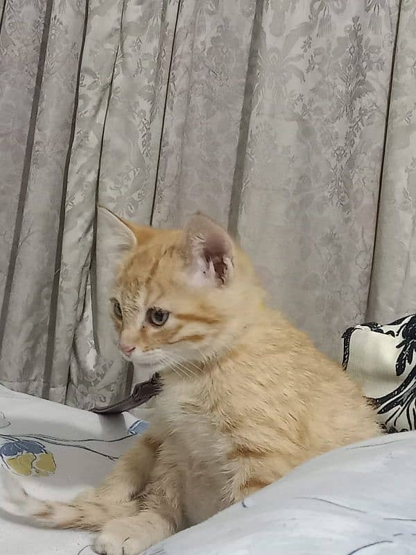 persian male cat for sale with all accessories 2