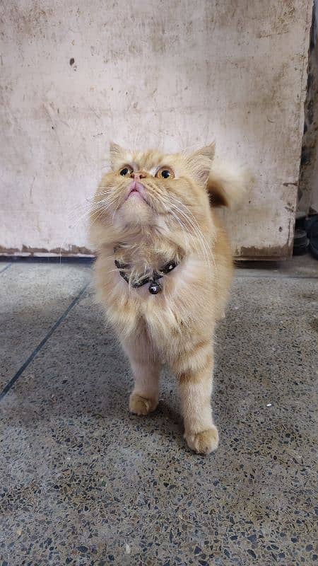 Triple Coated Punch Face Male Cat For Sale 0