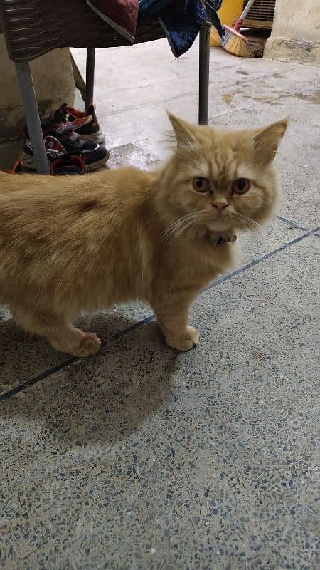 Triple Coated Punch Face Male Cat For Sale 1