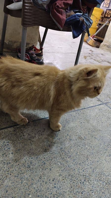 Triple Coated Punch Face Male Cat For Sale 2