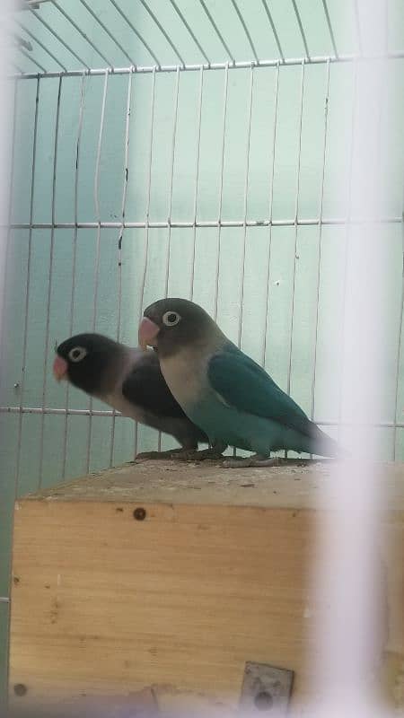 lovebird 1