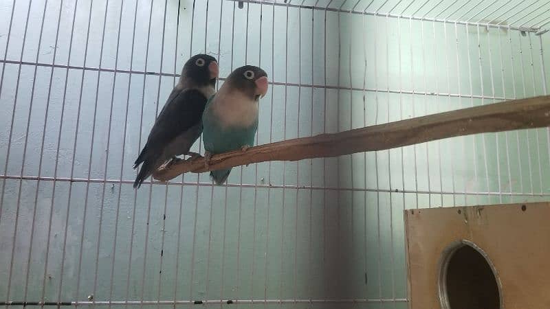 lovebird 2