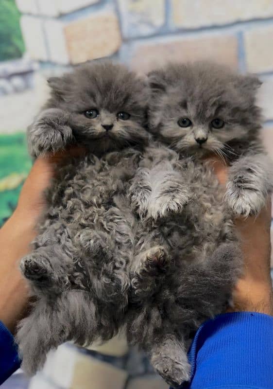 Persian triple coated punch face kittens 7