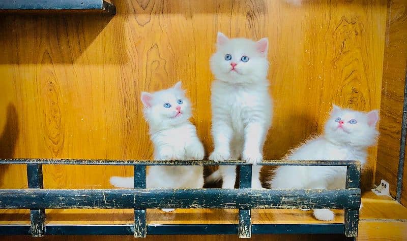 Persian triple coated punch face kittens 10