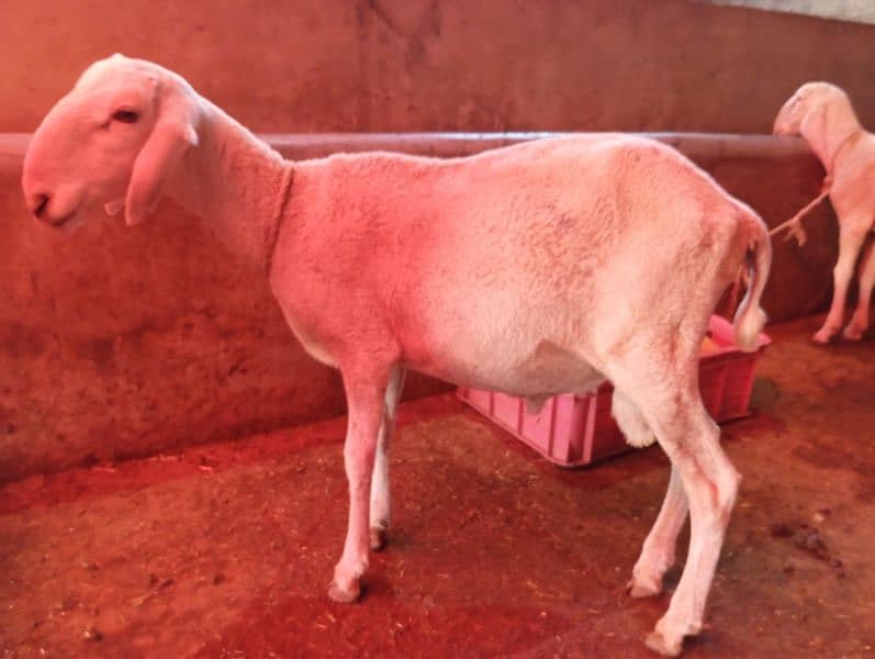 Dumba kharra breed 1