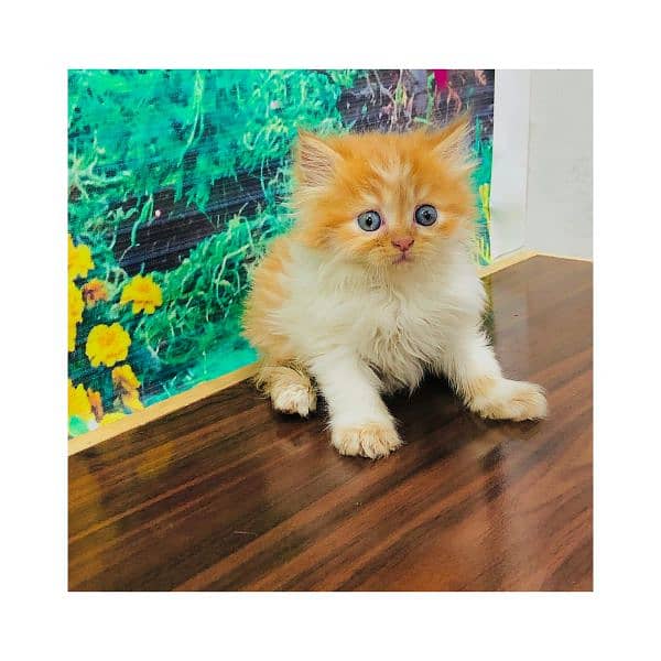 Persian triple coated punch face kittens 16