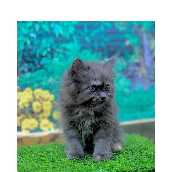 Persian triple coated punch face kittens 18