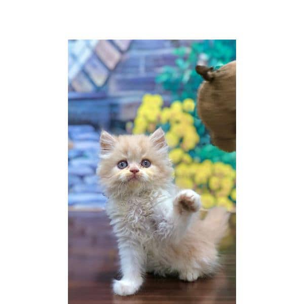 Persian triple coated punch face kittens 19