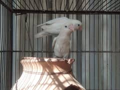 albino breeder pair Lotino pasnata red eye available