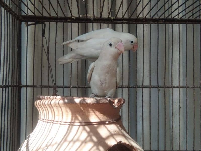 albino breeder pair Lotino pasnata red eye available 0