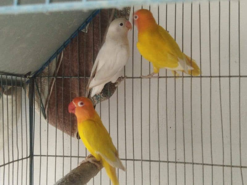 albino breeder pair Lotino pasnata red eye available 1