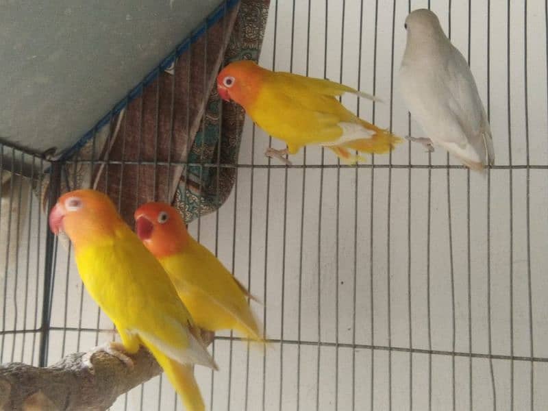 albino breeder pair Lotino pasnata red eye available 2