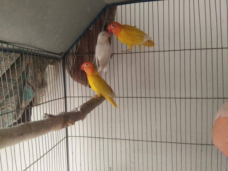 albino breeder pair Lotino pasnata red eye available 3