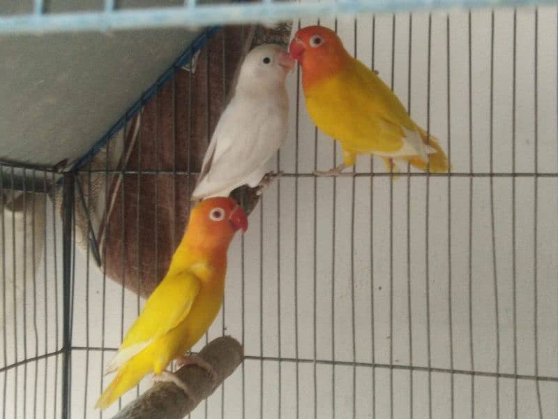 albino breeder pair Lotino pasnata red eye available 4