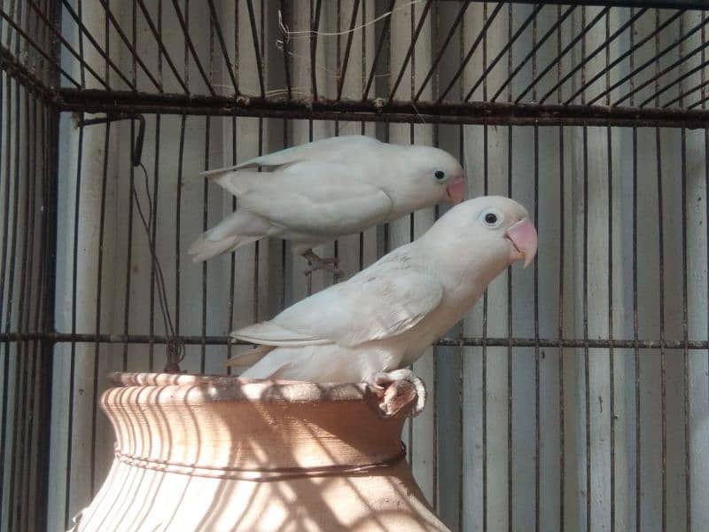 albino breeder pair Lotino pasnata red eye available 5