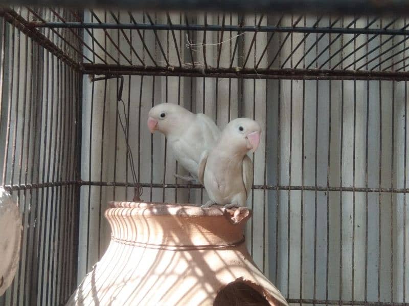 albino breeder pair Lotino pasnata red eye available 6