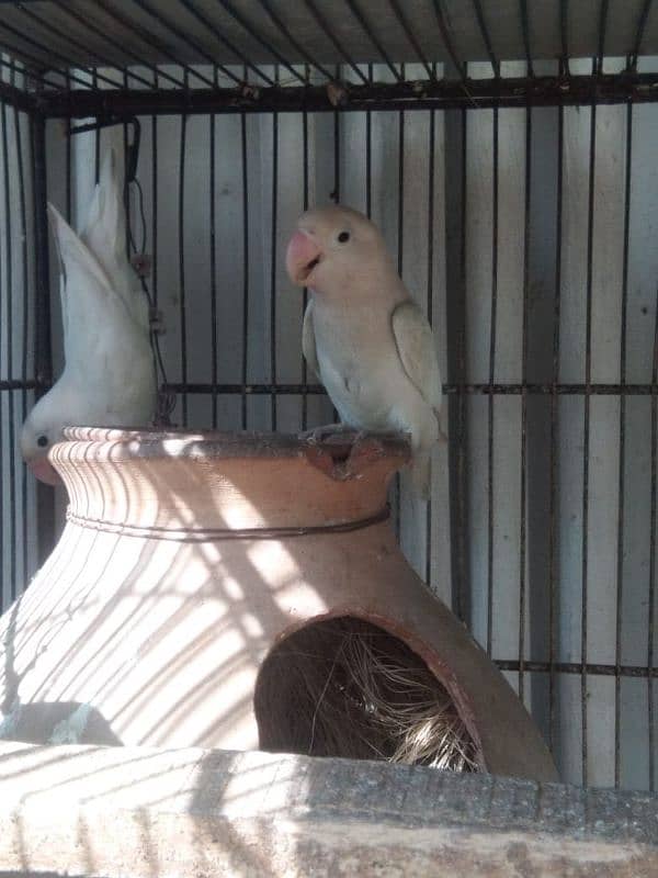 albino breeder pair Lotino pasnata red eye available 7