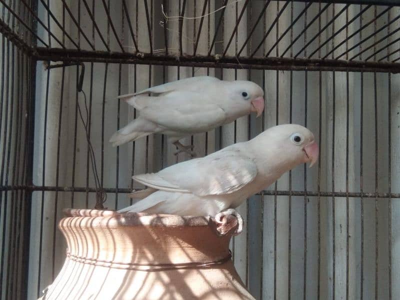 albino breeder pair Lotino pasnata red eye available 8