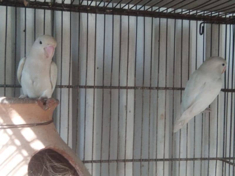 albino breeder pair Lotino pasnata red eye available 9