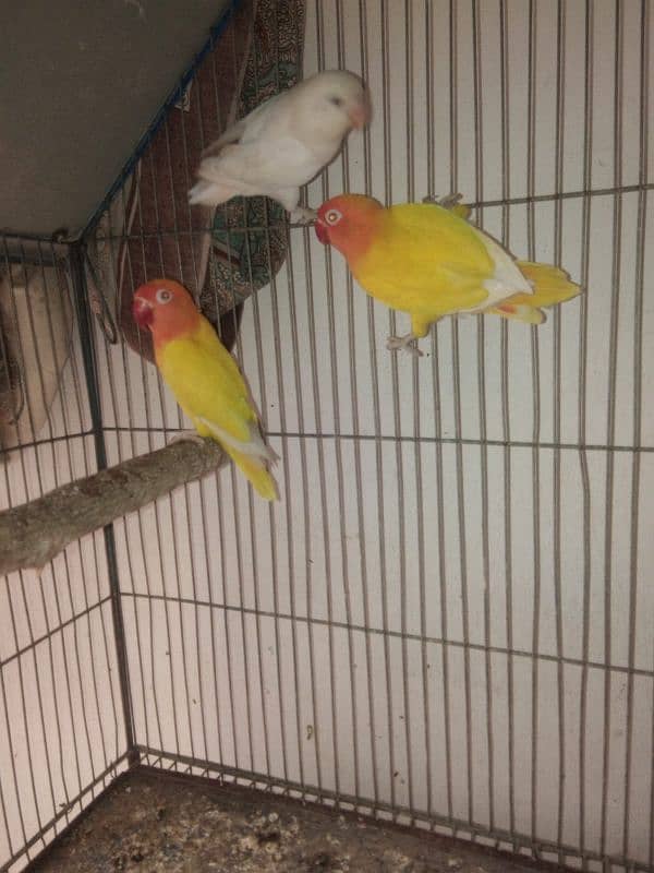 albino breeder pair Lotino pasnata red eye available 10