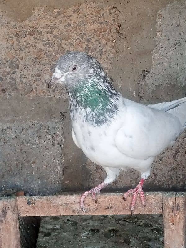 pigeons  age 1 y 1