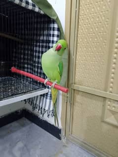 beautiful handtame parrot