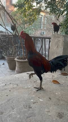 Aseel murgha 9 months hens available