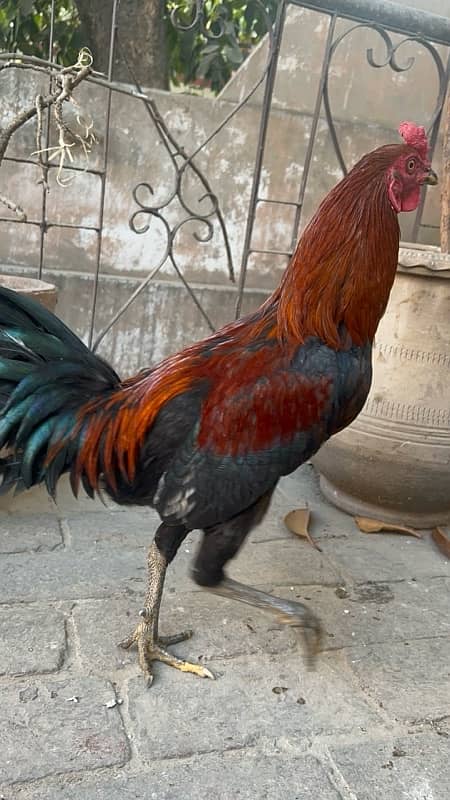 Aseel murgha 9 months hens available 1