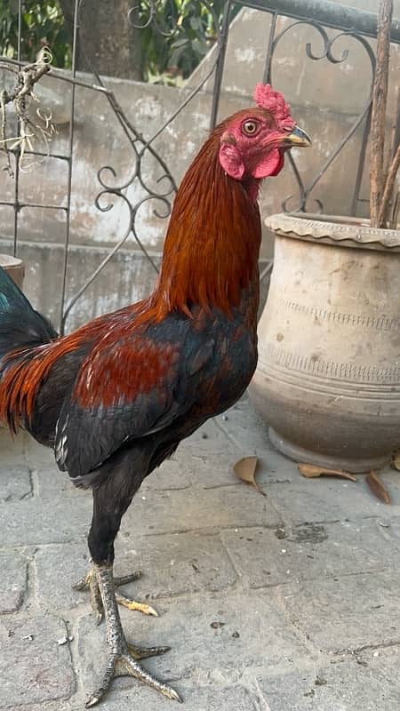 Aseel murgha 9 months hens available 2