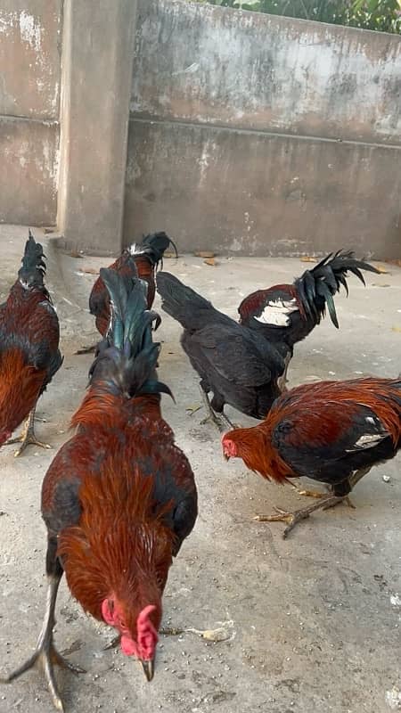 Aseel murgha 9 months hens available 4