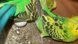 Australia parrot pair