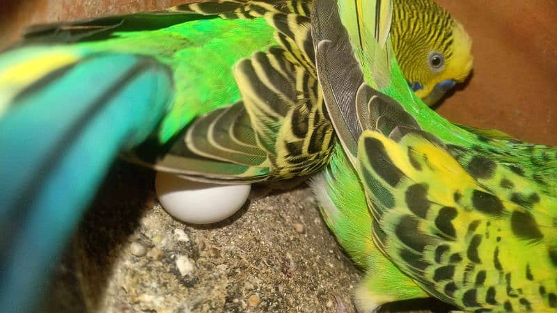 Australia parrot pair 1