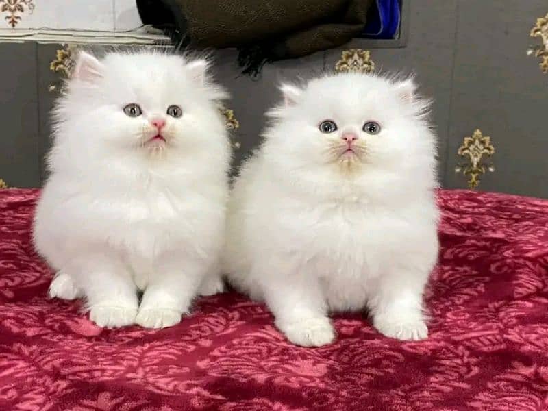 Persian kittens triple coat pair for sale contact Whatsapp 03292450894 1