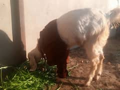 andu bakra 10 month