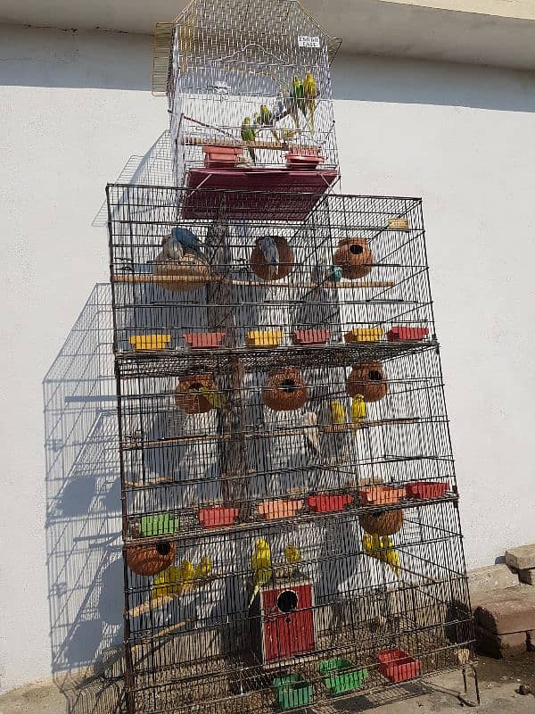 Australian red eyes parrots 1