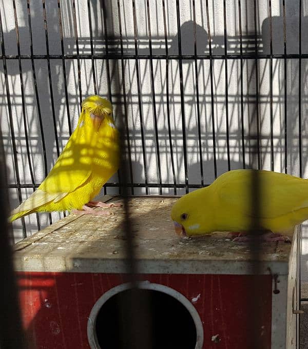 Australian red eyes parrots 3