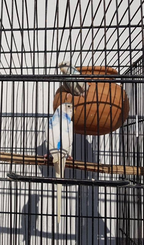 Australian red eyes parrots 13