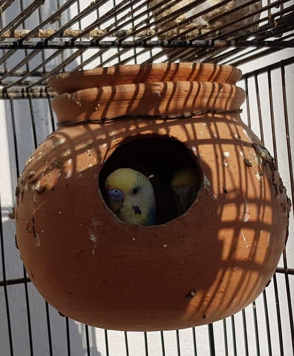 Australian red eyes parrots 15