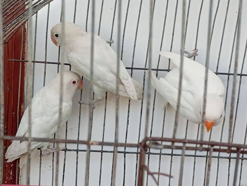 2 ALBINO RED EYES & 1 ALBINO SPILIT RED EYE PIECES AVAILABLE 1