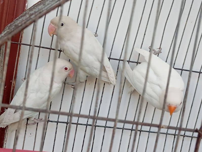 2 ALBINO RED EYES & 1 ALBINO SPILIT RED EYE PIECES AVAILABLE 2