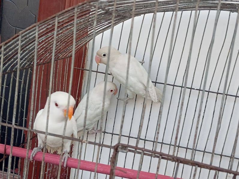 2 ALBINO RED EYES & 1 ALBINO SPILIT RED EYE PIECES AVAILABLE 4